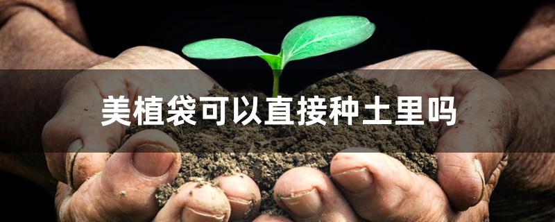 美植袋可以直接种土里吗 美植袋可以直接种土里吗