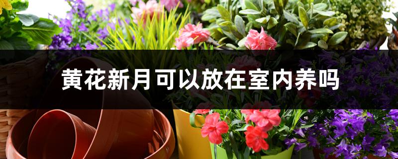 黄花新月可以放在室内养吗 黄花新月可以放在室内养吗