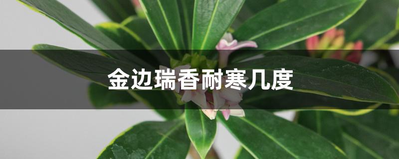 金边瑞香耐寒几度 金边瑞香耐寒几度