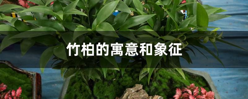 竹柏的寓意和象征 竹柏的寓意和象征