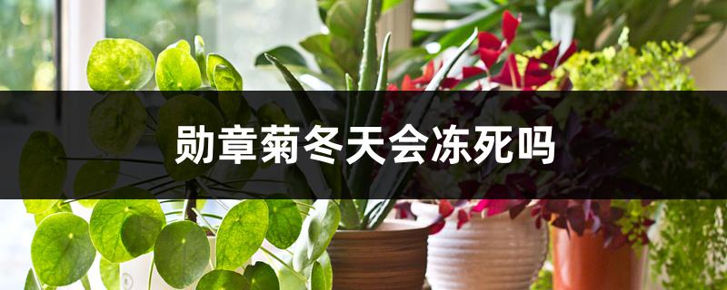 勋章菊冬天会冻死吗