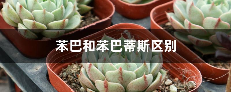 苯巴和苯巴蒂斯区别 苯巴和苯巴蒂斯区别