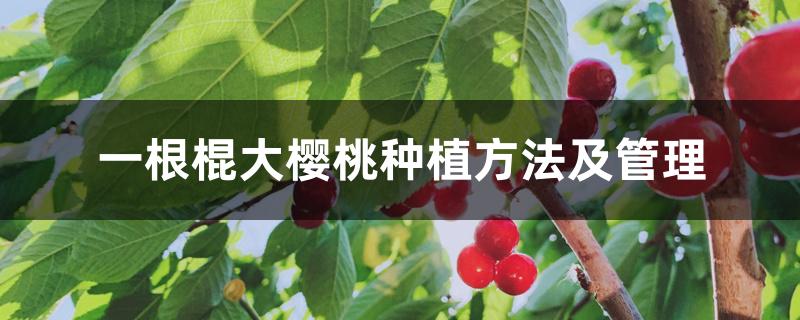 一根棍大樱桃种植方法及管理 一根棍大樱桃种植方法及管理