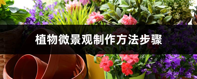 植物微景观制作方法步骤