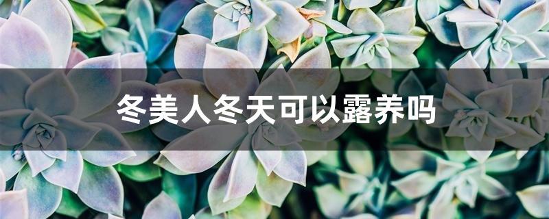 冬美人冬天可以露养吗 冬美人冬天可以露养吗
