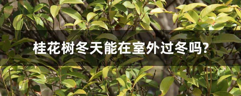 桂花树冬天能在室外过冬吗? 桂花树冬天能在室外过冬吗?