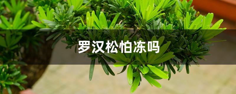 罗汉松怕冻吗 罗汉松怕冻吗