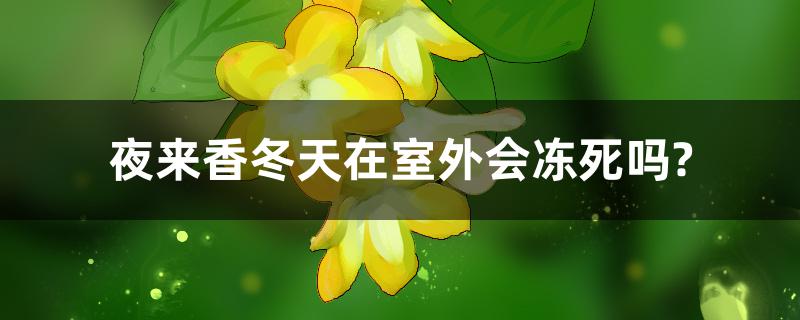 夜来香冬天在室外会冻死吗? 夜来香冬天在室外会冻死吗?