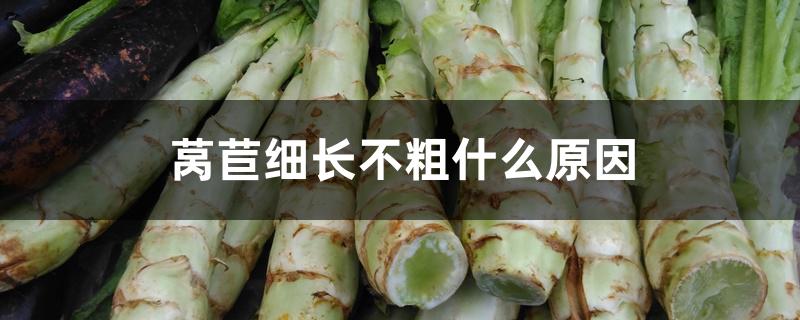 莴苣细长不粗什么原因 莴苣细长不粗什么原因
