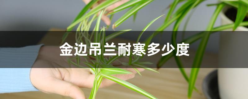 金边吊兰耐寒多少度 金边吊兰耐寒多少度