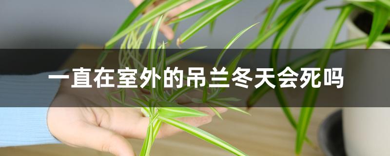 一直在室外的吊兰冬天会死吗 一直在室外的吊兰冬天会死吗