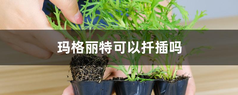 玛格丽特可以扦插吗 玛格丽特可以扦插吗