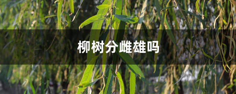 柳树分雌雄吗 柳树分雌雄吗