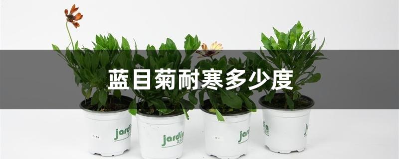 蓝目菊耐寒多少度 蓝目菊耐寒多少度