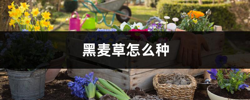 黑麦草怎么种 黑麦草怎么种