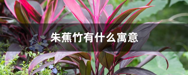 朱蕉竹有什么寓意 朱蕉竹有什么寓意