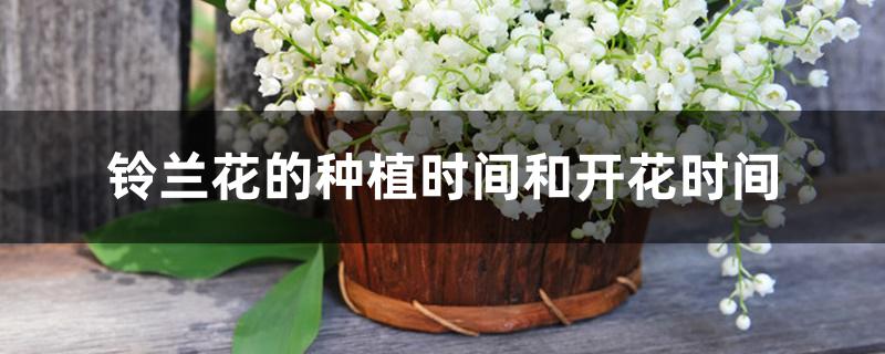 铃兰花的种植时间和开花时间 铃兰花的种植时间和开花时间