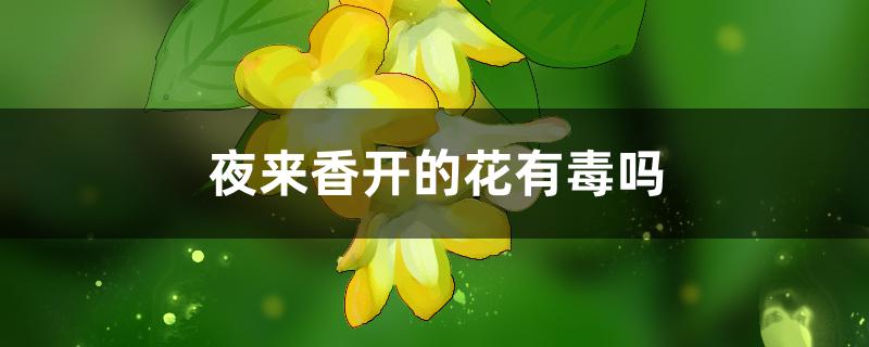 夜来香开的花有毒吗 夜来香开的花有毒吗