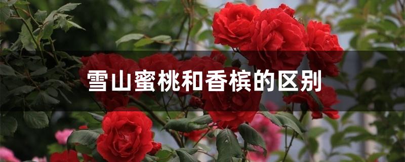 雪山蜜桃和香槟的区别 雪山蜜桃和香槟的区别