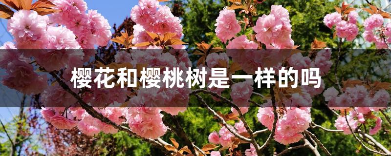 樱花和樱桃树是一样的吗 樱花和樱桃树是一样的吗