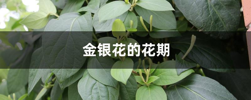 金银花的花期 金银花的花期