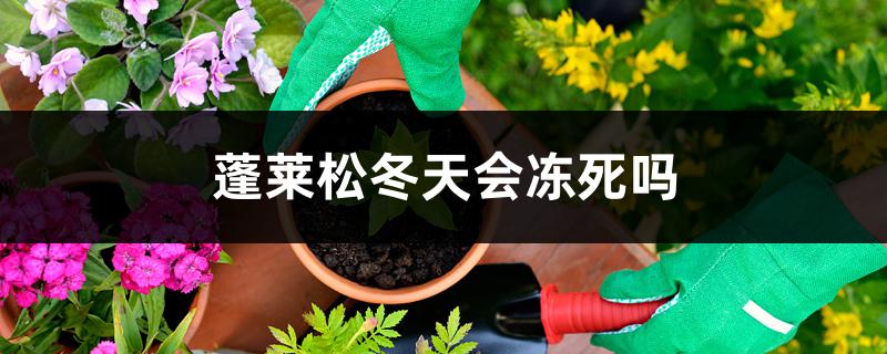 蓬莱松冬天会冻死吗 蓬莱松冬天会冻死吗