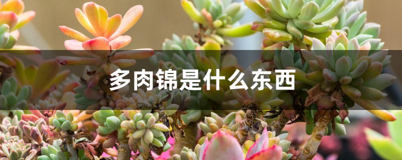 多肉锦是什么东西 多肉锦是什么东西