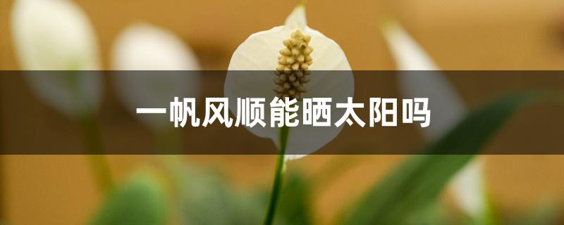 一帆风顺能晒太阳吗 一帆风顺能晒太阳吗