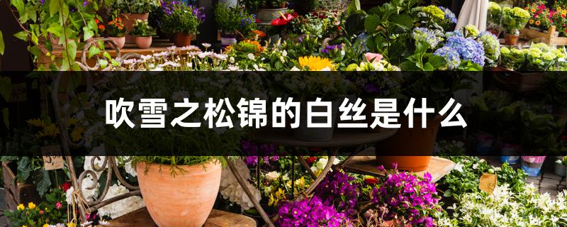 吹雪之松锦的白丝是什么 吹雪之松锦的白丝是什么