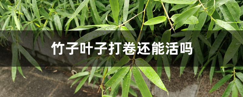 竹子叶子打卷还能活吗 竹子叶子打卷还能活吗