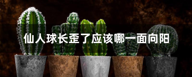 仙人球长歪了应该哪一面向阳 仙人球长歪了应该哪一面向阳