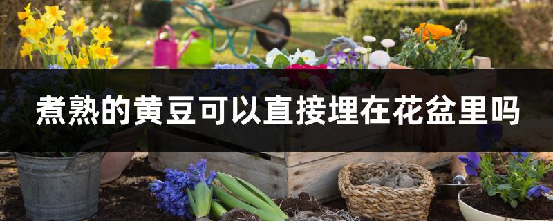 煮熟的黄豆可以直接埋在花盆里吗 煮熟的黄豆可以直接埋在花盆里吗