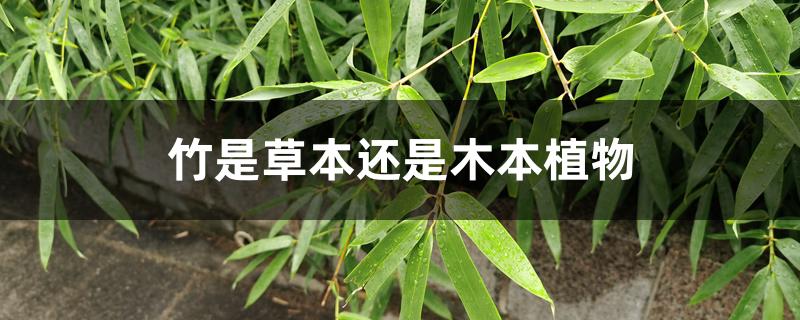 竹是草本还是木本植物 竹是草本还是木本植物