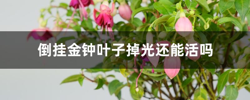 倒挂金钟叶子掉光还能活吗