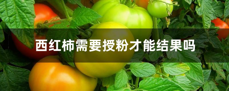 西红柿需要授粉才能结果吗 西红柿需要授粉才能结果吗