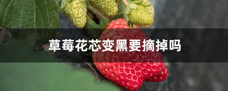 草莓花芯变黑要摘掉吗 草莓花芯变黑要摘掉吗