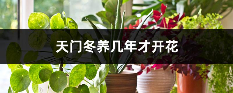 天门冬养几年才开花 天门冬养几年才开花