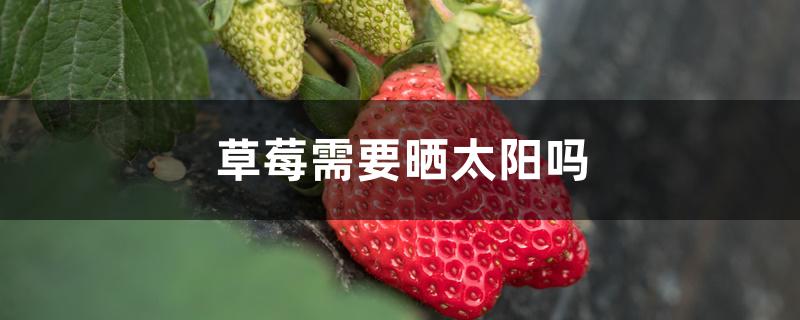 草莓需要晒太阳吗 草莓需要晒太阳吗