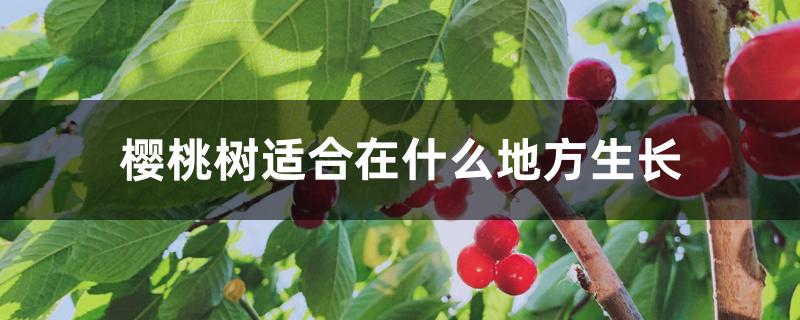 樱桃树适合在什么地方生长 樱桃树适合在什么地方生长