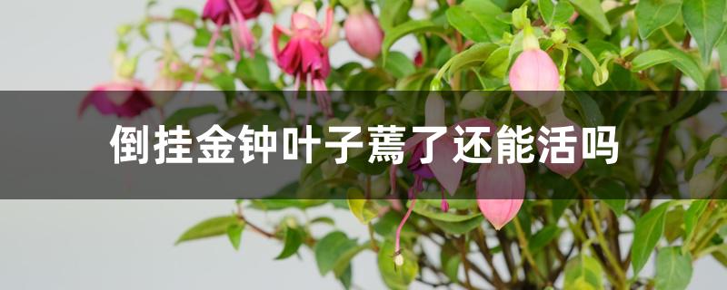 倒挂金钟叶子蔫了还能活吗 倒挂金钟叶子蔫了还能活吗