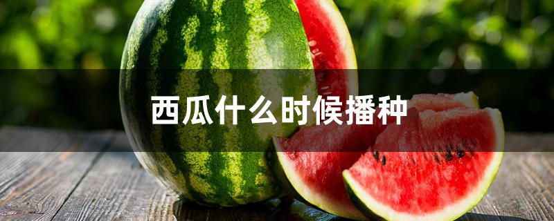 西瓜什么时候播种 西瓜什么时候播种
