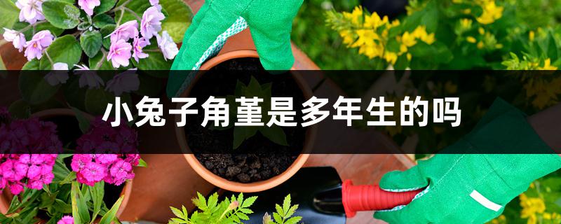 小兔子角堇是多年生的吗 小兔子角堇是多年生的吗