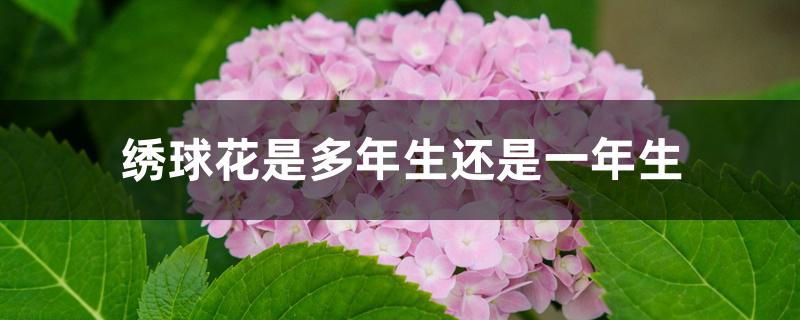 绣球花是多年生还是一年生 绣球花是多年生还是一年生