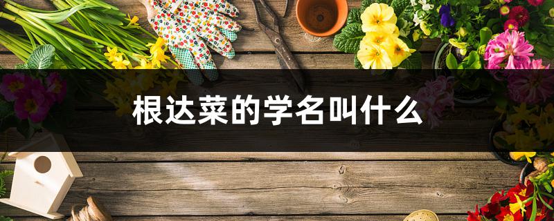 根达菜的学名叫什么 根达菜的学名叫什么