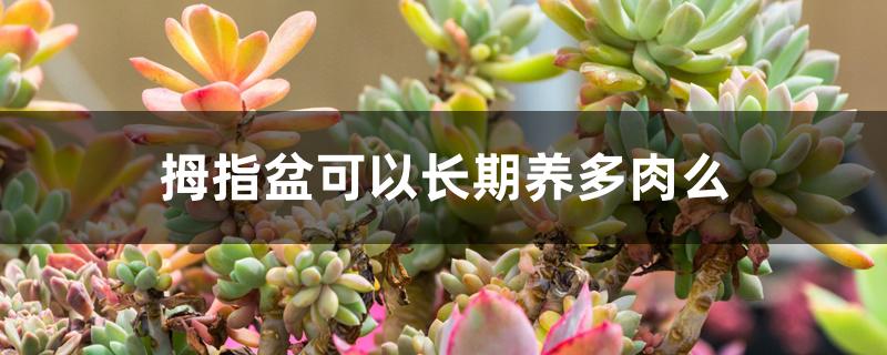 拇指盆可以长期养多肉么 拇指盆可以长期养多肉么