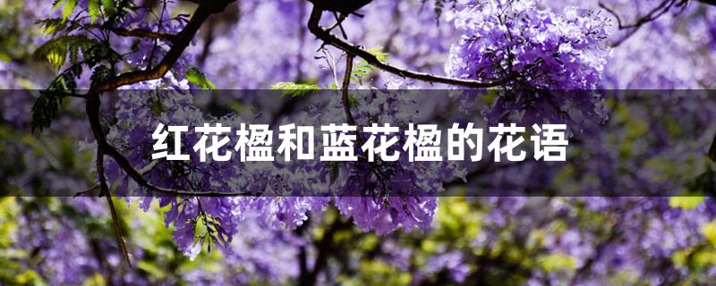 红花楹和蓝花楹的花语 红花楹和蓝花楹的花语