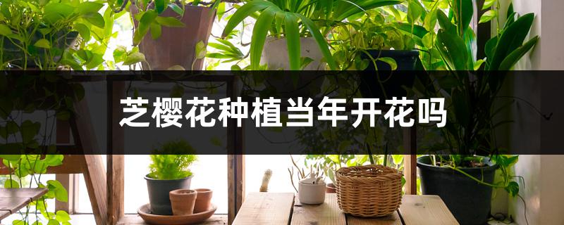 芝樱花种植当年开花吗 芝樱花种植当年开花吗