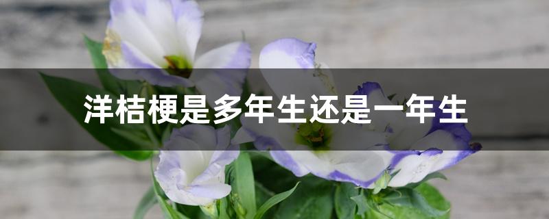 洋桔梗是多年生还是一年生 洋桔梗是多年生还是一年生