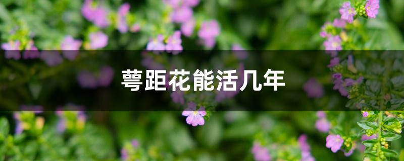 萼距花能活几年
