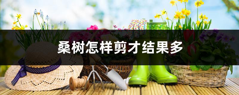 桑树怎样剪才结果多 桑树怎样剪才结果多
